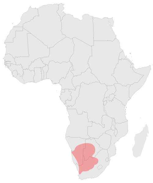 猫科动物家族中的小弟弟——黑足猫Felis nigripes