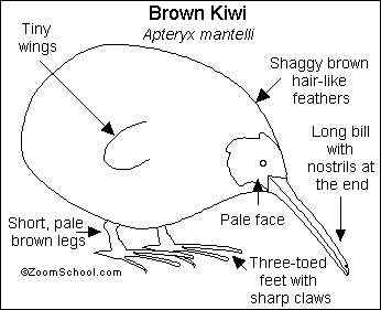 几维鸟 鹬鸵 KIWI