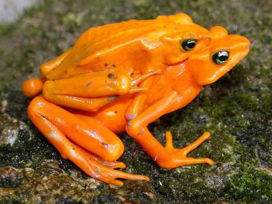 巴拿马金蛙 黄金箭毒蛙(Golden Arrow Poison Frog) 巴拿马金蛙 黄金箭毒蛙(Golden Arrow Poison Frog)