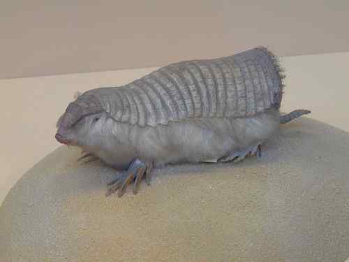 体型最小的犰狳  阿根廷的倭犰狳