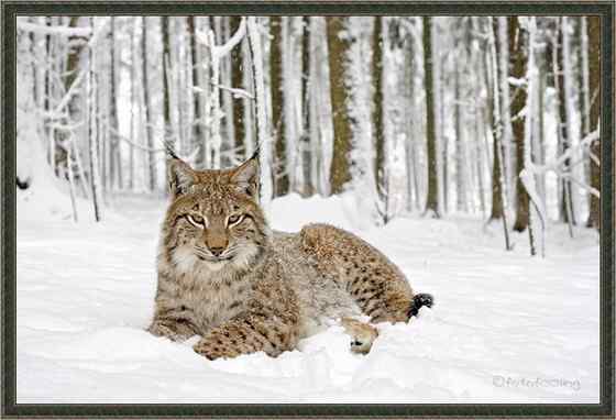 猫科动物  猞猁、羊猞猁、马猞猁