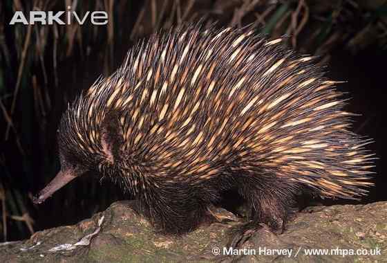 下蛋的哺乳动物“刺猬”  针鼹