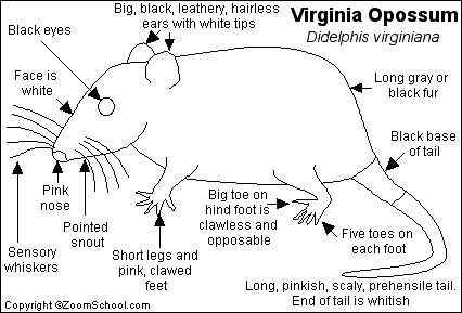 北美洲唯一的一种有袋动物  负鼠 会装死 会疾停