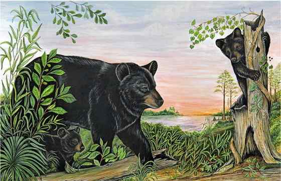 美洲数量最多、分布最为广泛的熊类  美洲黑熊