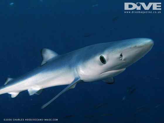 漂亮的鲨鱼  大青鲨、虎头鲨