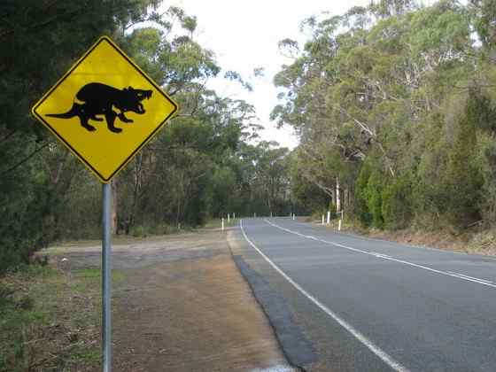 世界上最凶猛的哺乳动物  袋獾