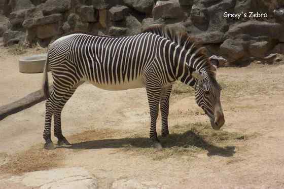 体型最大的斑马 细纹斑马 Equus grevyi