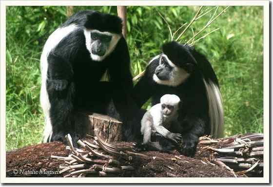 非洲特有的灵长目动物  黑白疣猴