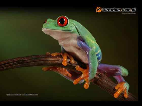 最漂亮的蛙类 红眼树蛙 最漂亮的蛙类 红眼树蛙