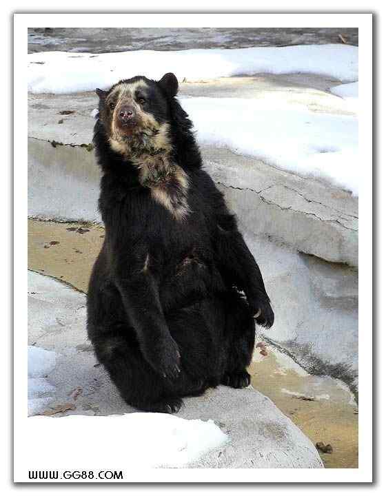 南美洲唯一的熊  眼镜熊(安第斯熊)