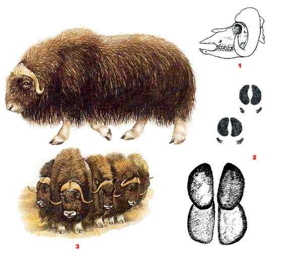 北极地区最大的食草动物  似牛实羊的麝牛