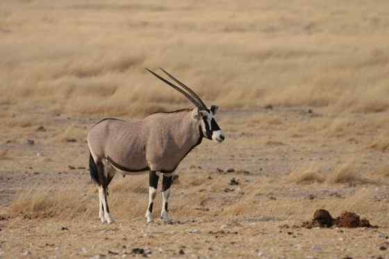 博茨瓦纳沙漠中的羚羊 南非长角羚 博茨瓦纳沙漠中的羚羊 南非长角羚