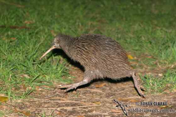 几维鸟 鹬鸵 KIWI