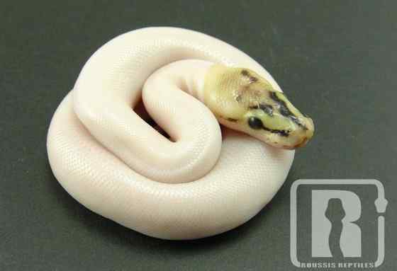 球蟒 受惊时会卷成球状的蟒蛇