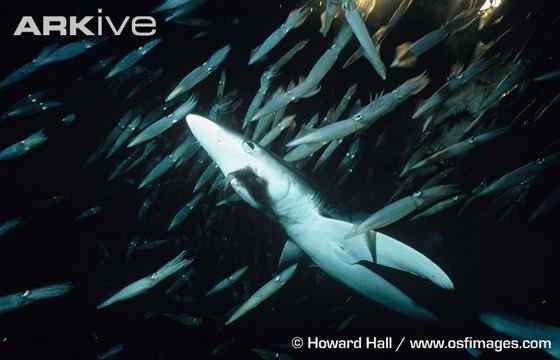 漂亮的鲨鱼  大青鲨、虎头鲨