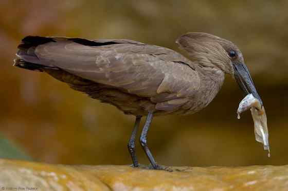 预报气象的怪鸟  锤头鹳 闪电鸟