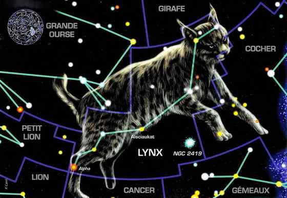 猫科动物  猞猁、羊猞猁、马猞猁