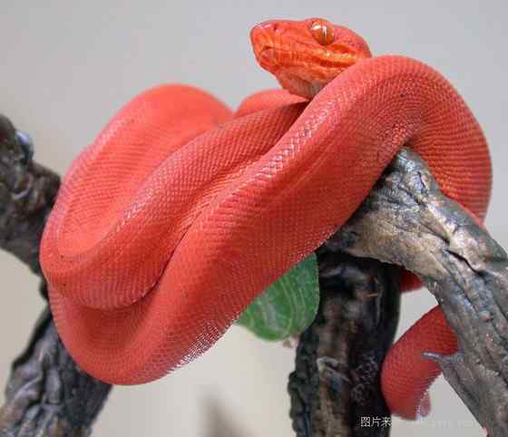 养蟒蛇当宠物  绿树蟒