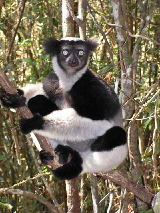 马达加斯加最原始的物种  大狐猴