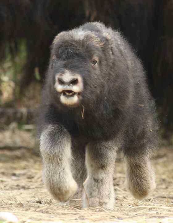 北极地区最大的食草动物  似牛实羊的麝牛