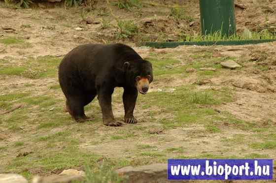 身材娇小的马来熊