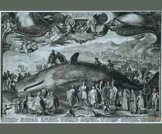 抹香鲸真的很香