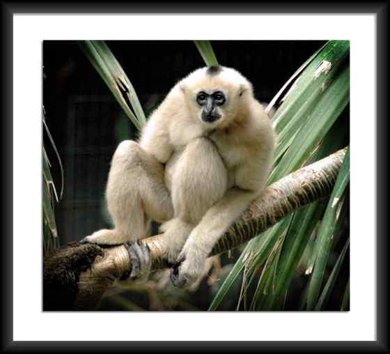 高度濒危的白颊长臂猿 Hylobates leucogenys