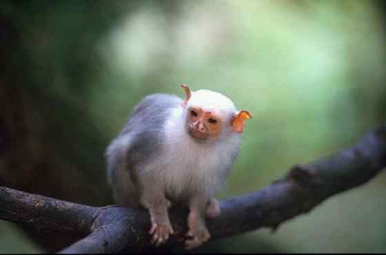 世界上体型最小的猴子之一  银狨