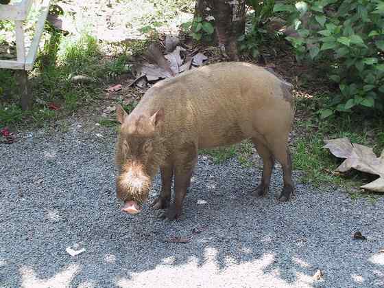 太平洋岛国的奇特野猪  须野猪