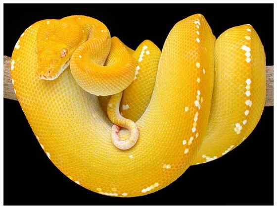 养蟒蛇当宠物  绿树蟒