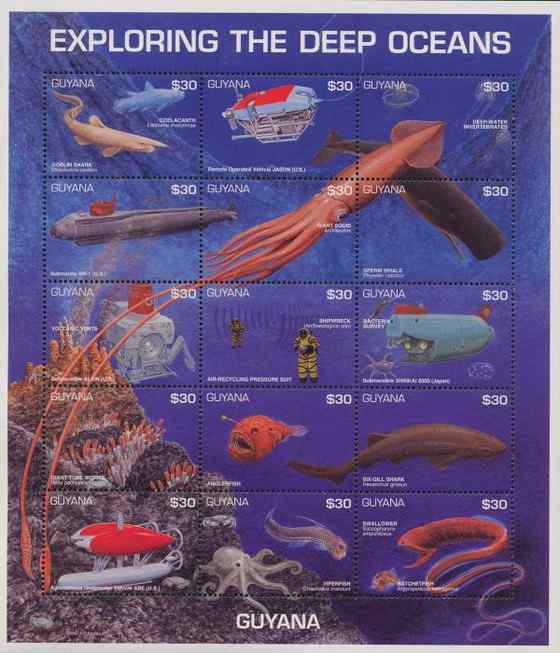 十分稀有的鲨鱼  剑吻鲨