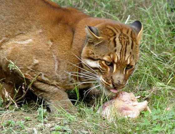 龙虎彪豹中的“彪”——亚洲金猫