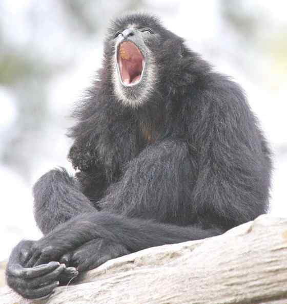 体型最大的长臂猿——马来亚长臂猿 体型最大的长臂猿——马来亚长臂猿