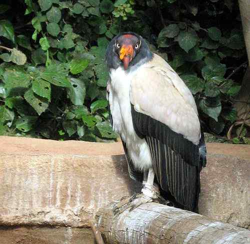 最漂亮的猛禽食腐鸟 王鹫 最漂亮的猛禽食腐鸟 王鹫