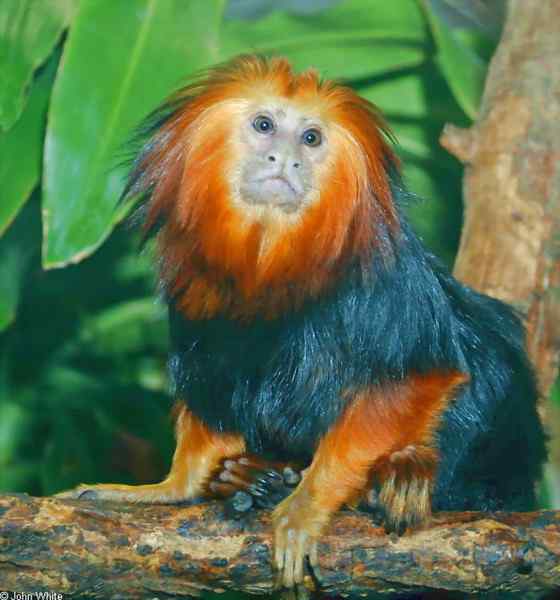 巴西的金毛狮子  金头狮面狨 Leontopithecus chrysomelas