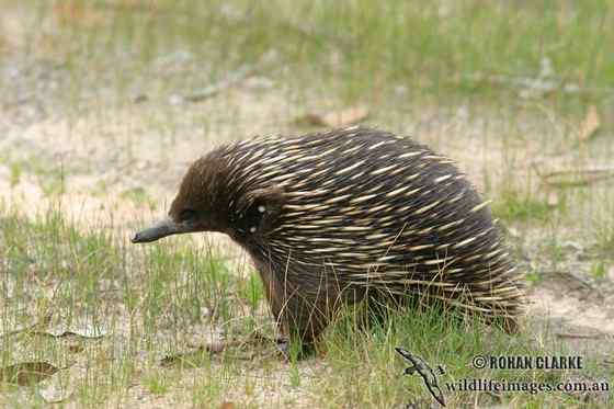 下蛋的哺乳动物“刺猬”  针鼹