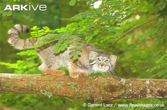 绿眼睛的肥猫羊猞猁  兔狲 Otocolobus manul