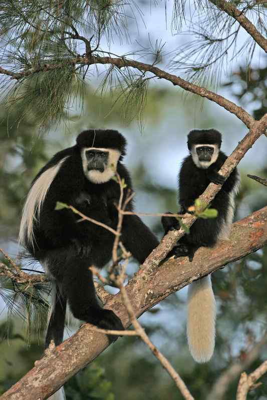非洲特有的灵长目动物  黑白疣猴