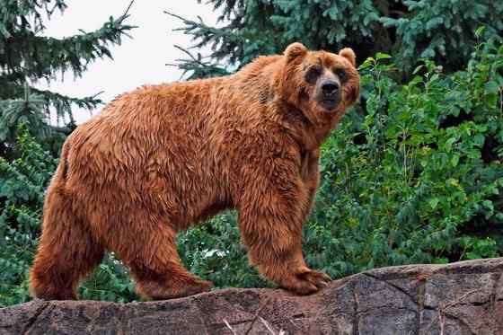 世界上体型最大的陆生猛兽  科迪亚克棕熊