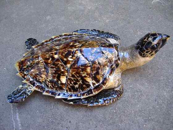 玳瑁是什么动物？一种海龟