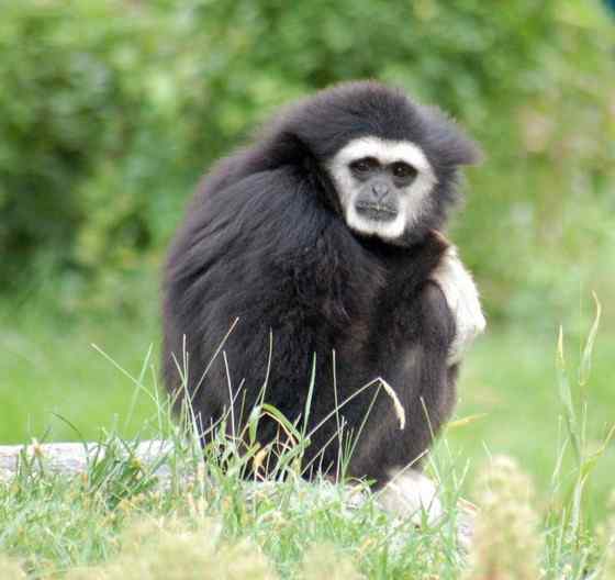 稀有的白掌长臂猿 Hylobates lar