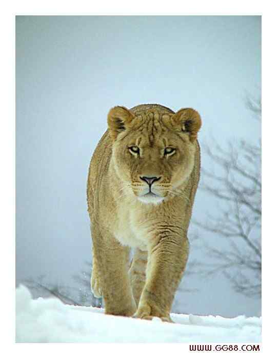 亚洲有狮子吗？  亚洲狮