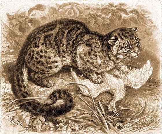 漂亮的猫科动物  石纹猫