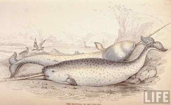 北冰洋中的独角兽 长“牙齿”的角鲸