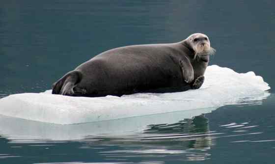 髯海豹 须海豹 Erignathus barbatus