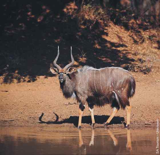 淡蓝色的羚羊——东非条纹羚 Tragelaphus angasii