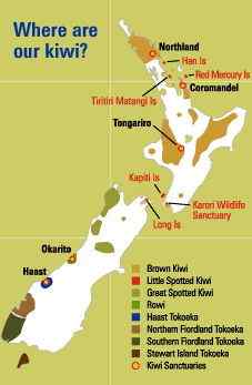 几维鸟 鹬鸵 KIWI