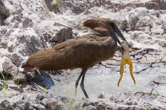 预报气象的怪鸟  锤头鹳 闪电鸟