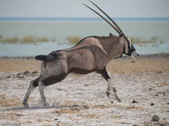 博茨瓦纳沙漠中的羚羊--南非长角羚