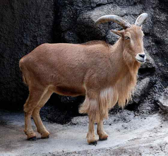 非洲唯一的野生羊种——鬣羊 bearded argali